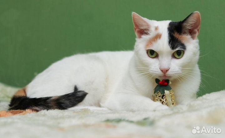 Нежнейшая Белочка в добрые руки