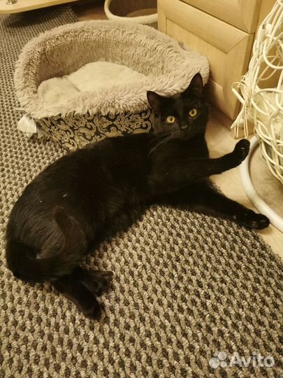 Нежный котик в частный дом