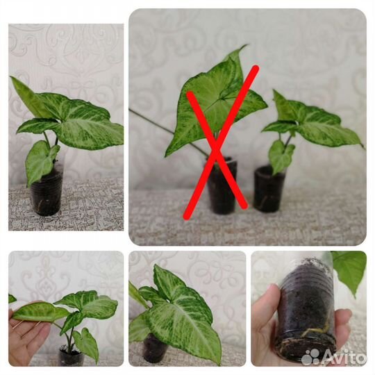 Сингониумы Панда/Фриклес/Баттерфляй