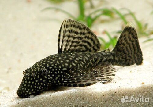 Аквариум на 30 л