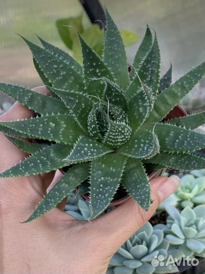 Крассула Хоббит, Портулакария, Алоэ остистое