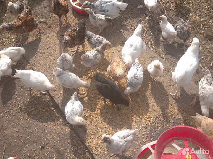 Петушки для откорма и разведения