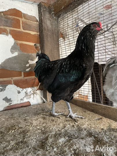 Петух амераукана, суссекс
