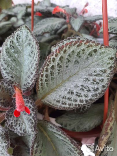 Эписция. Традесканция тайская