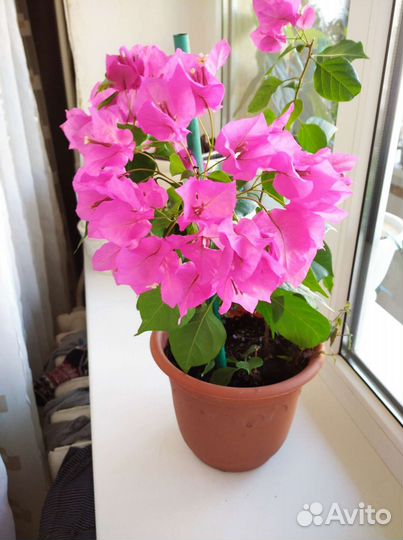 Клеродендрумы и бугенвиллии