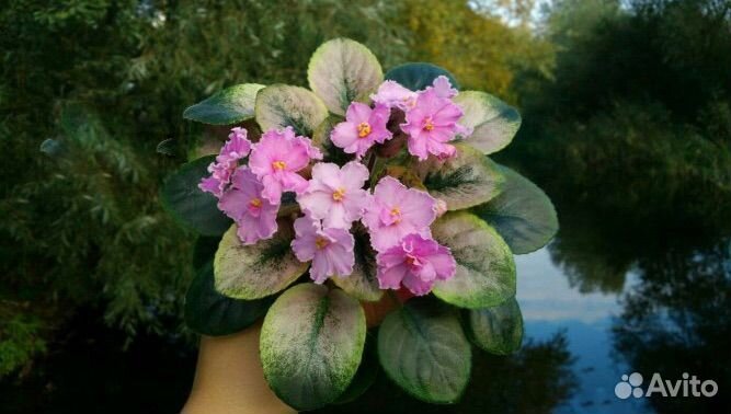 Фиалки сортовые