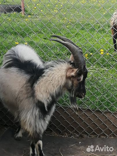 Вязка. Козлик Альпийко-Зааненская порода