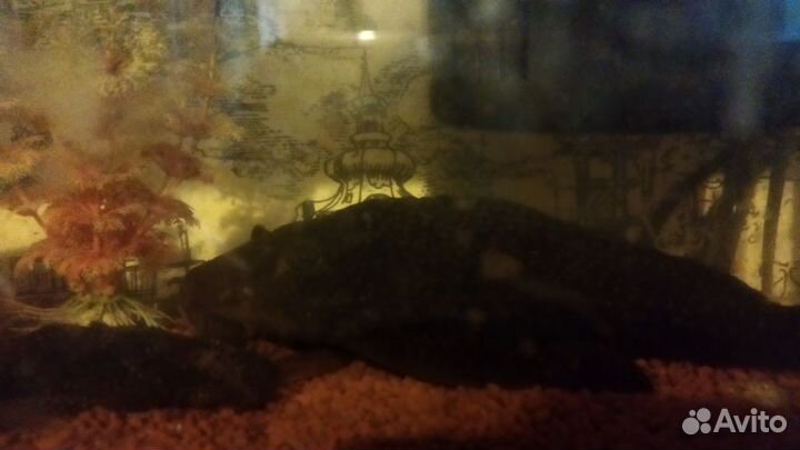 Экзотические сомы (Птеригоплихт парчовый:)