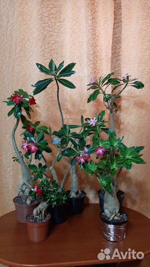 Комнатные цветы адениум
