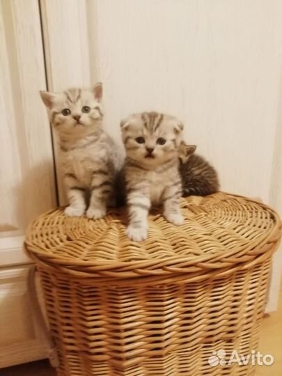 Шотландские котята