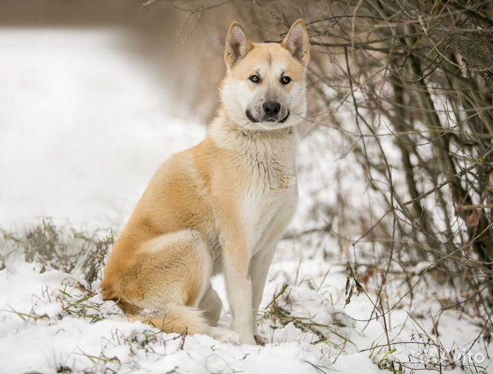 Собака Грей