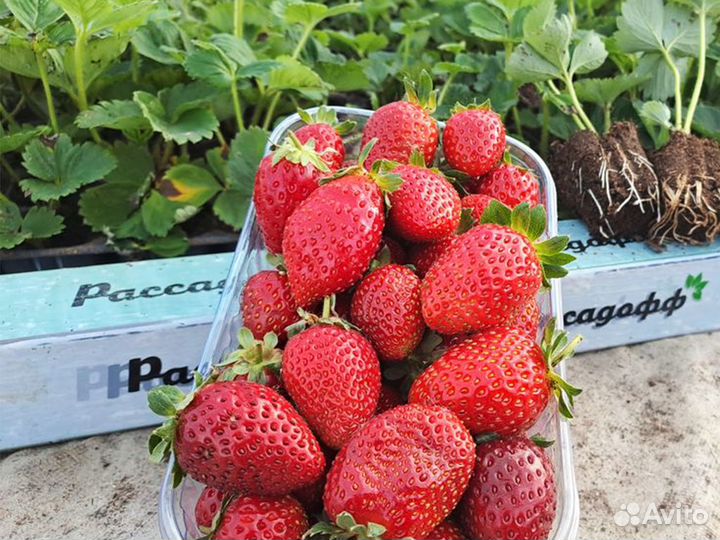 Рассада клубники. Фриго