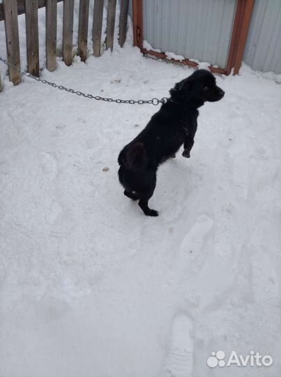 Маленькая собака в добрые руки бесплатно