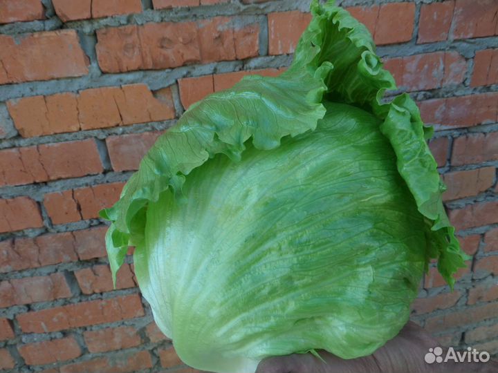 Салат Айсберг оптом