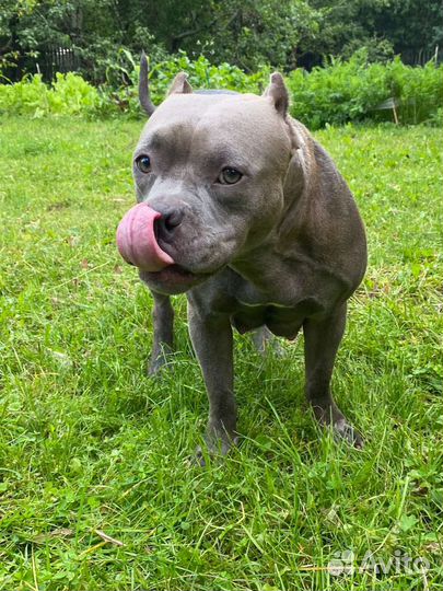 Собака амбулли