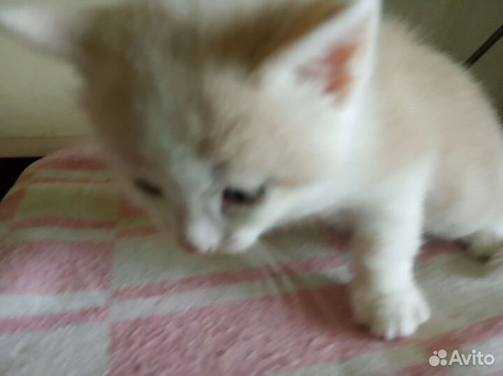 Котики бесплатно в добрые руки