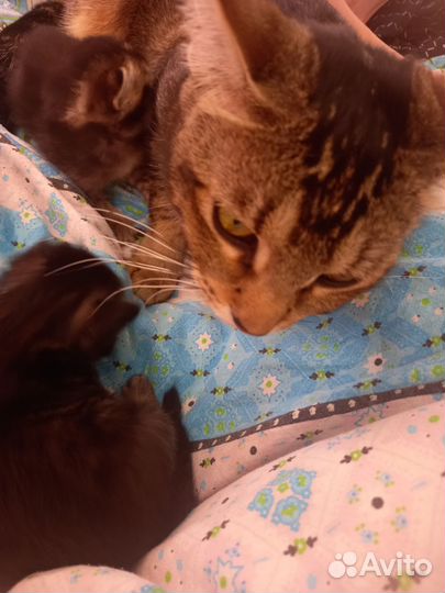 Котята Чаузи ф 3