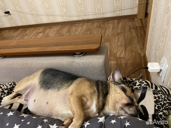 Собака в добрые руки отдам бесплатно