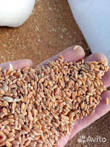 Зерно пшеница ячмень кукуруза