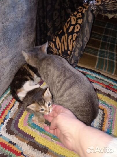 Бесплатно котят