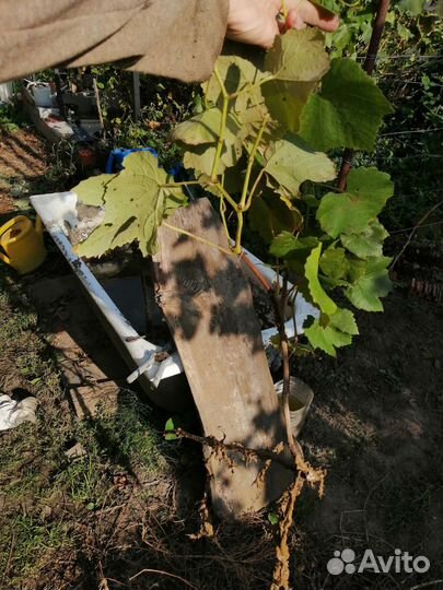 Куст винограда, отводки