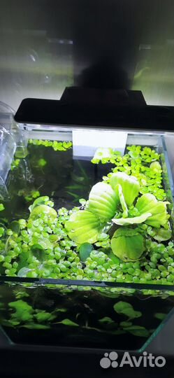 Аквариум куб