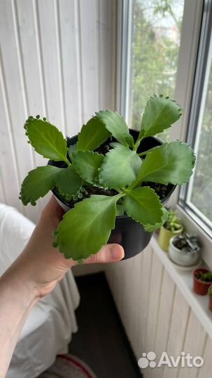 Каланхоэ Лаетивиренс - Комнатные растения - Цветы