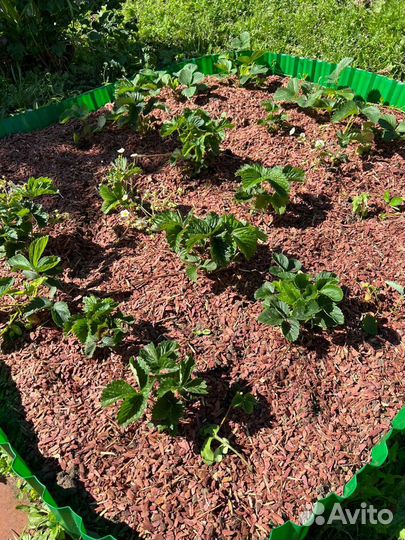 Мульча кора декоративная