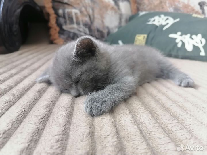 Британские котята