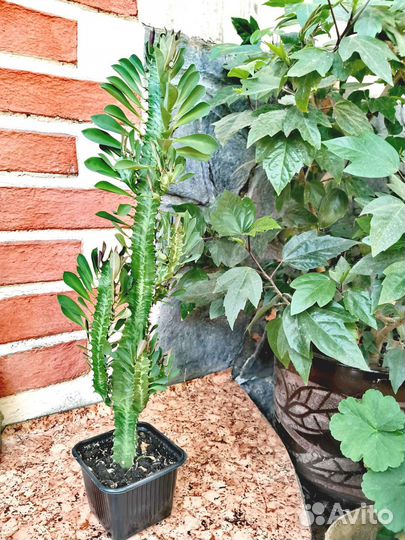 Эуфорбия (молочай)