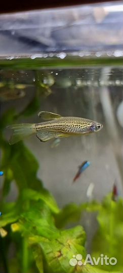 Рыбки, креветки, улитки