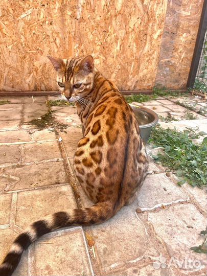Бенгальская кошка