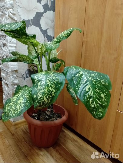 Диффенбахия,стапифилум