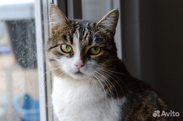 Помпончик из приюта ищет семью