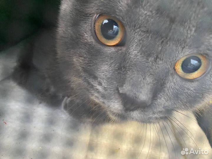 Британский кот