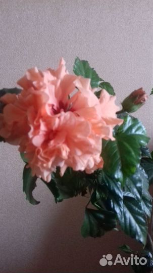 Гибискус махровый (китайская роза)