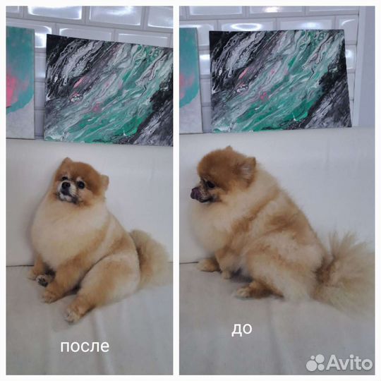 Груминг стрижка собак и кошек