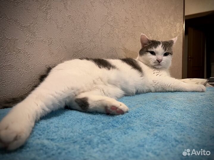 Кошечка ищет дом