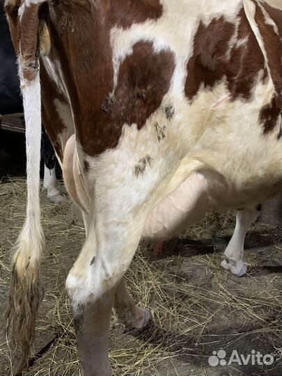 Коровы дойные молочные