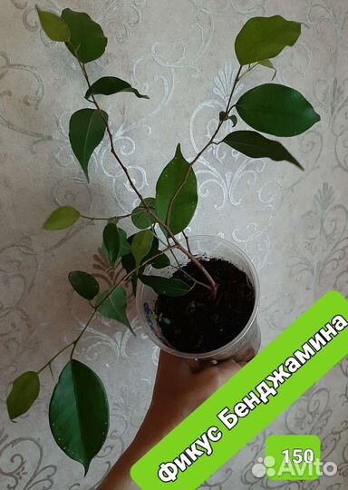 Комнатные цветы шефлера