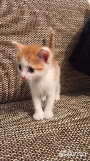 Кошка в дар бесплатно