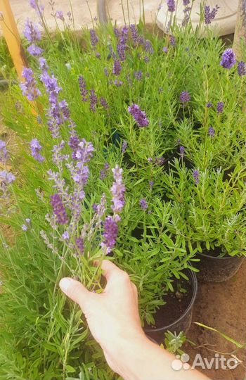 Саженцы лаванды