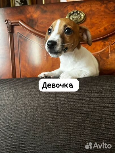 Щенки джек рассел терьер гладкошерстный