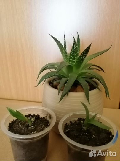 Цветы комнатные разные