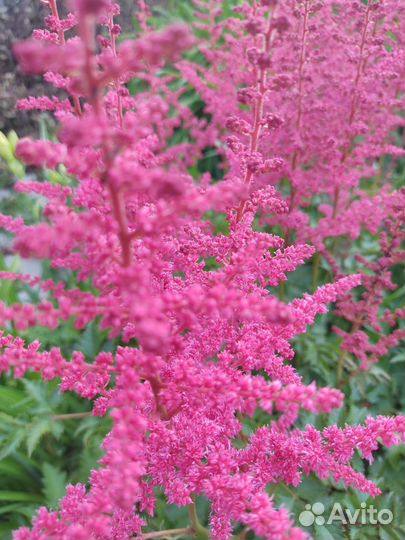 Астильба розовая,красная,белая