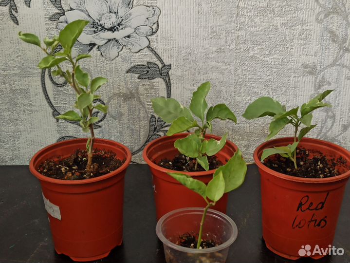 Бугенвиллея 