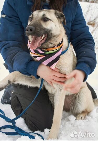 Собачка подросток в ожидании человека в приюте