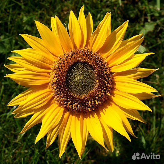 Семечки подсолнуха