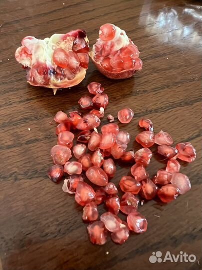 Гранат комнатный