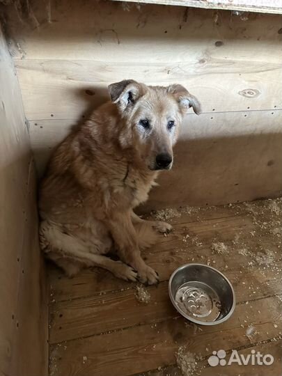 Старичка обижают соседи